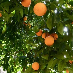 Il Giardino Delle Zagare - Miniappartamento Tra Etna E Mare Appartamento